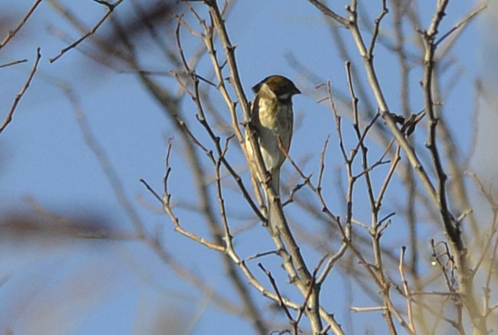 Migliarino?  S,  Migliarino di palude (Emberiza schoeniclus), maschio